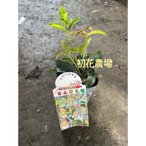 發財桂|初花農場2店｜桂花苗｜3寸盆｜日本變色桂｜發財桂｜ 